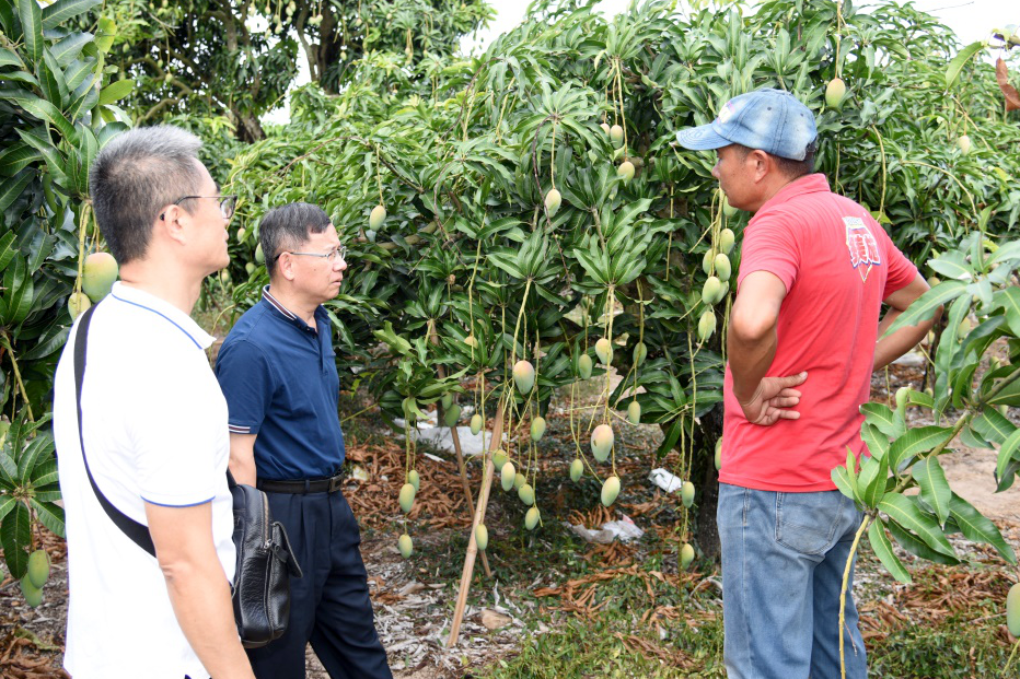 图片2 马子龙书记向种植户了解芒果病虫害发生现状和用药情况2222.png 图片2 马子龙书记向种植户了解芒果病虫害发生现状和用药情况2222.png