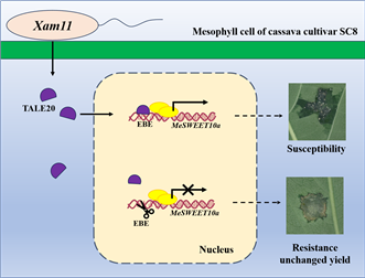 Graphical Abstract