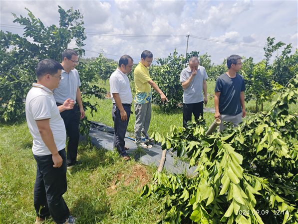 9月9日澄迈台风灾后恢复技术指导 (6)