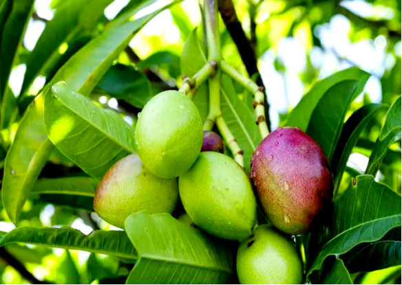 8c74dcbf-9564-477e-9815-679d5668a886.png 8c74dcbf-9564-477e-9815-679d5668a886.png